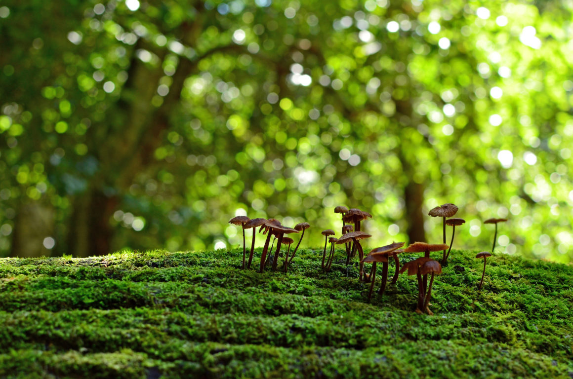 klimawandel-diese-kosysteme-sind-resilient-wherenext