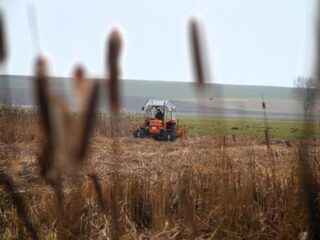 Blick über eine landwirtschaftliche Versuchsfläche mit trockenen Schilf‑ und Röhrichtpflanzen im Vordergrund. In der Mitte des Feldes fährt ein kleines orangefarbenes landwirtschaftliches Fahrzeug mit Anbaugerät über die Fläche. Im Hintergrund erstrecken sich offene Wiesen und leicht hügelige Landschaft unter bedecktem Himmel.